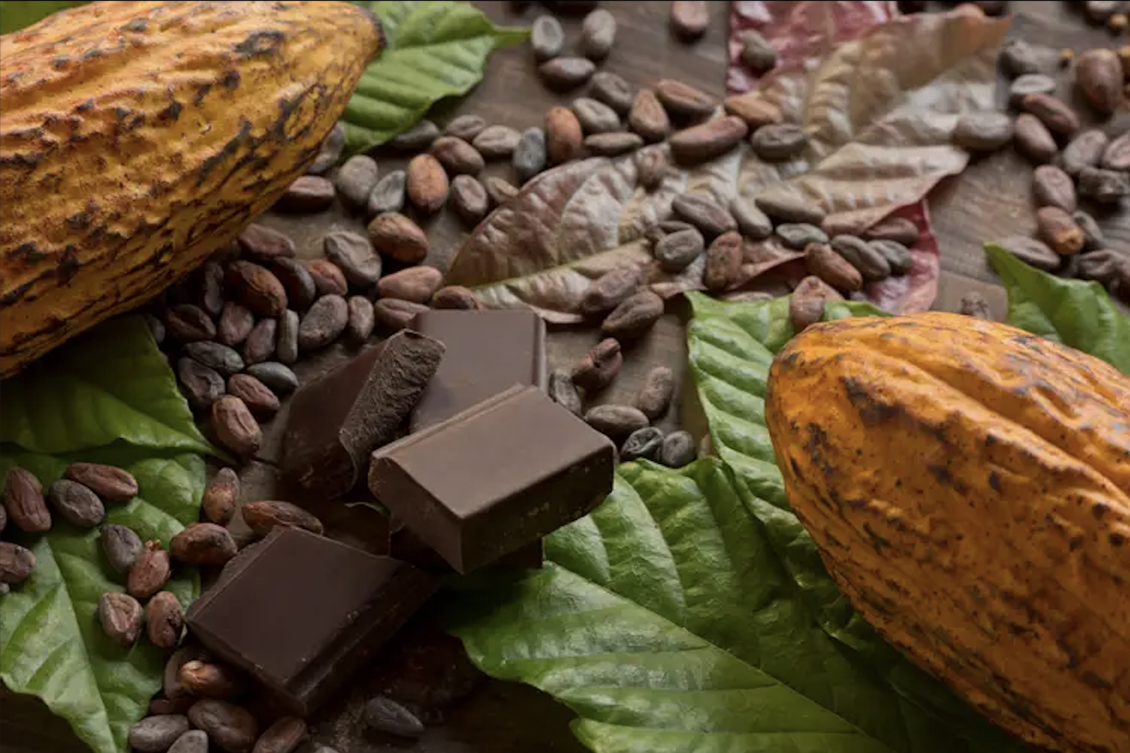 These Cocoa Beans Are Without Exaggeration The Tastiest And